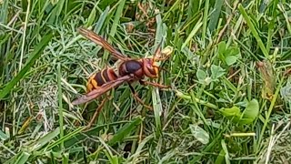 European hornet