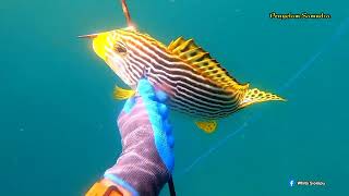 Spearfishing Black Bass, Sweetlips and Rabbitfish di depan Pintu Masuk Teluk Kota Kendari