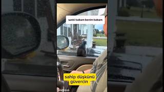 Kendisine bakan adama aşık bir güvercin