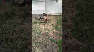 Charlie plays fetch #shorts #germanshepherdpuppy #viraldogsvideos #cutedogs #1kviews #subscribe