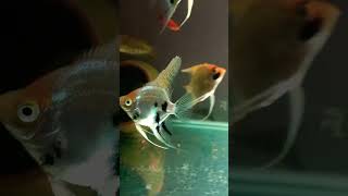 #angelfish #angelfishbreeding #short #kabirsingh 08/11/2022