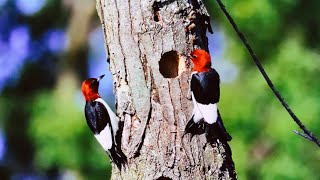 Red-headed Woodpeckers, which pair together for many breeding seasons, migrate south for the Winter