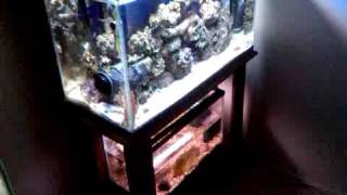 30 gallon saltwater 11.2009