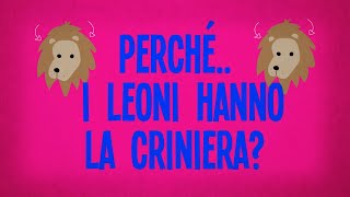 Perché i leoni hanno la criniera?