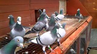 racing pigeons 2012 - by carl greenhow