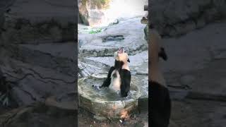 Panda mandi #shortvideo #yearofyou #shorts #panda