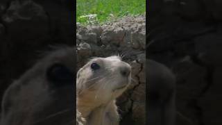 Die Dawgs mit Neuigkeiten #lustig #witzig #funny #tiere #animals #meme #lachen #happy #synchro