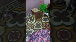 kitten 🐈 playing with house 🏠 📦🌹Highlight 23:59 - 28:59 from pet Cat smart entertainment is live!