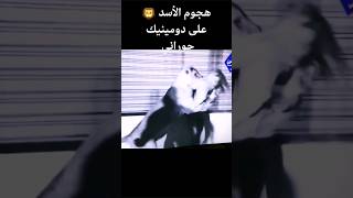 شاهد لحظة هجوم الاسد على دومينيك حوراني #shortvideo #short #shorts