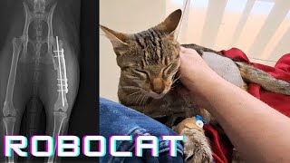 Sen's Recovery Journey 🐾 | Cat Healing Diary 🐈