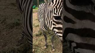 Meet the Zebra #nature #zebra #animallover