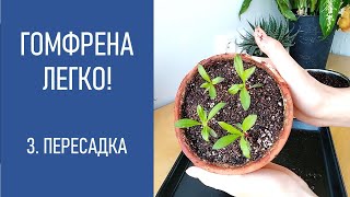 ГОМФРЕНА - ЛЕГКО! Пересадка в горшок