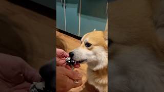 My Corgi Eating His Cottage Cheese From the Spoon 🦊🍚😍🥰🤍