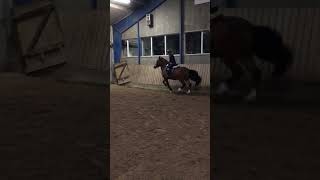 That walk-canter was so good #horse #equestrian #ponypower #shortvideo #ponylover