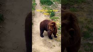 Too close! 🐻 Huge brown bear 💪🏼