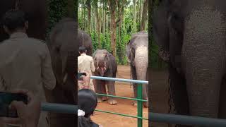 FEEDING A CUTE LITTLE 😍ELEPHANT 🐘 #elephant