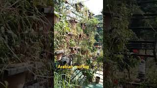 A Rooftop Restaurant at Nasirabad, Chattogram