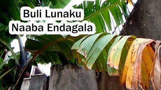 Omukyala Wolubuto Naaba Endagala Enzengedde Buli Lunaku Yero