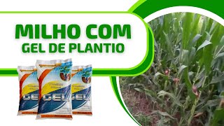 [RESULTADO NO MILHO] 12 dias de sol Milho com Gel De Plantio