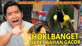 HOKI BANGET DAPET BAHANAN SOGON GACOR! TUKER KOLIBRI AKU JADI YANG PALING SERING BUNYI! CAKEP BANGET