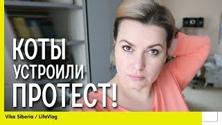 СЕМЕЙНЫЙ ВЛОГ: Коты устроили протест / БЫТОВУХА / СЕМЕЙНЫЙ КАНАЛ/ LifeVlog