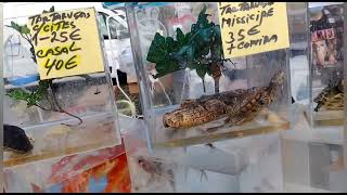 FEIRA DE AVES,E OUTROS BICHINHOS PORTUGAL 🇵🇹