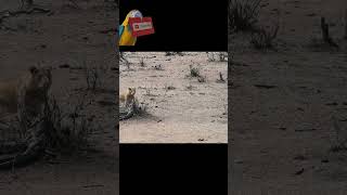 Lion Chases Down Impala Antelope in Epic Wildlife