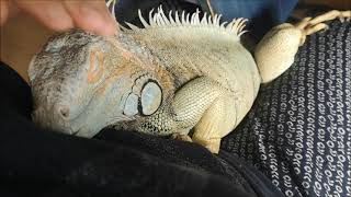 27-4-2021 zilla iguana snoozing