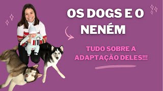 COMO ADAPTEI MEUS CACHORROS A CHEGADA DO BEBÊ / 2 Huskys