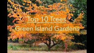 The 10 Best Trees