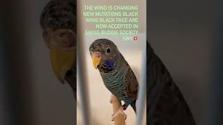 #2024 #acceptance #birdshow #new #mutation #birdclub #budgies