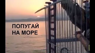 Поездка с попугаем кореллой на море на автомобиле. Купание в клетке. Попугай в автомобиле