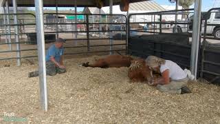 Mindfulness with horses perception is based on how we feel