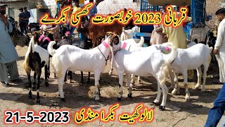 Lalukhet Bakra Mandi Latest Update | 21 May 2023 | Bakra Mandi Today | Karachi Bakra Mandi |