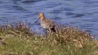 Uferschnepfe im Prachtkleid.  (Limosa limosa)