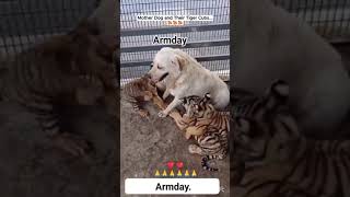 TIERNOS MOMENTOS DE LA VIDA DE LOS ANIMALES QUE TAMBIÉN SON FIELES, AGRADECIDOS Y CARIÑOSOS.🦅🐕🐅🐦📜✍️🏻