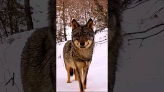 En abril LOBOS mil || fototrampeo #naturaleza