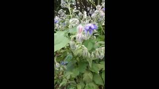 Borraja (borago officinalis)