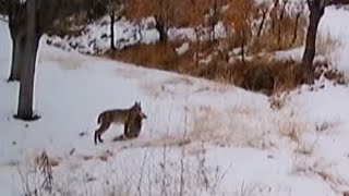 Aç kalan vaşaklar köyde tilki avladı. İşte O anlar!