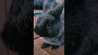 Adorable bunny chews cardboard & loves life! Midnight the Netherland Dwarf Rabbit