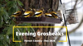 Evening Grosbeaks - Forest County, PA