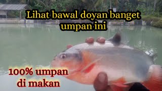 Fakta,, bawal doyan umpan ini