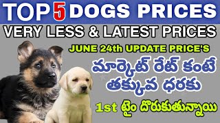 TOP 5 LATEST DOGS PRICES IN TELUGU | TAJU LOGICS