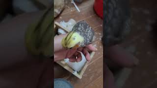 vẹt non @Funny-Parrot