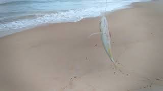 Pesca de praia, chicharro comendo solto.