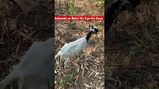 Achanak se Bakri Ko Kya Ho Gaya || #goat #goatfarming #shorts #viral