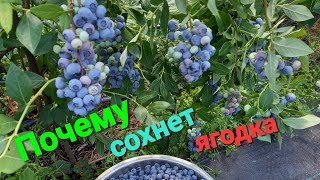 Почему СОХНЕТ ягодка на кустах???