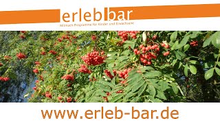 Obstgehölze erkennen und bestimmen – Eberesche