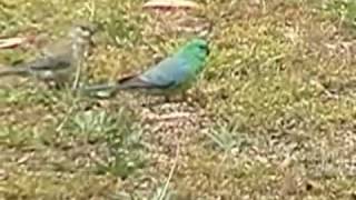 Australian Red-Rumped parrots feeding in the grass