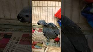 Baby Parrot not talking